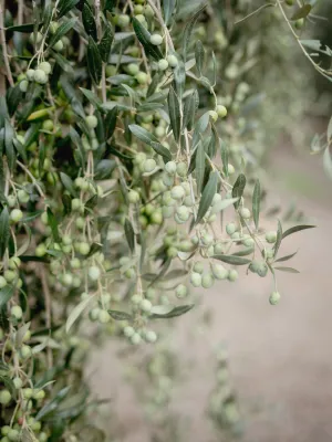 Oli verge extra Silvaurum  ampolla Avellanera